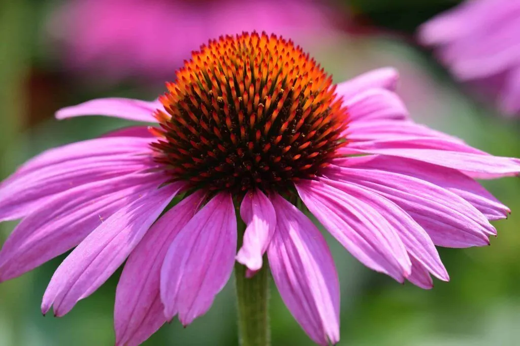 Preparar el jardín a finales del verano: el momento perfecto para sembrar plantas perennes