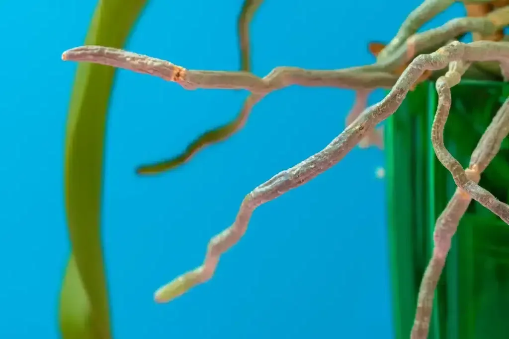 La vida fascinante de las raíces aéreas en las orquídeas